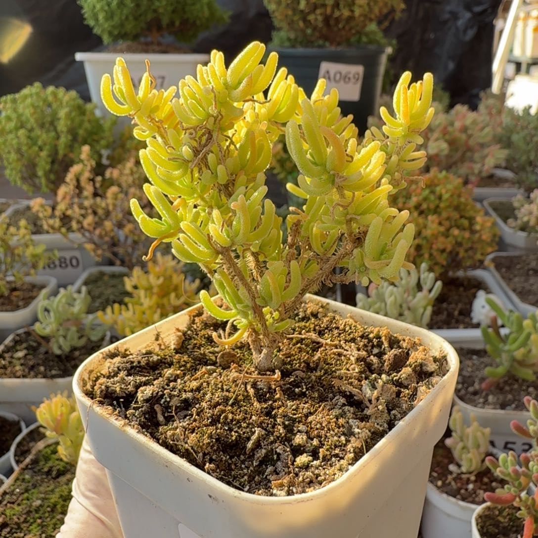 幽***兰A051荧光兔锦一物一拍