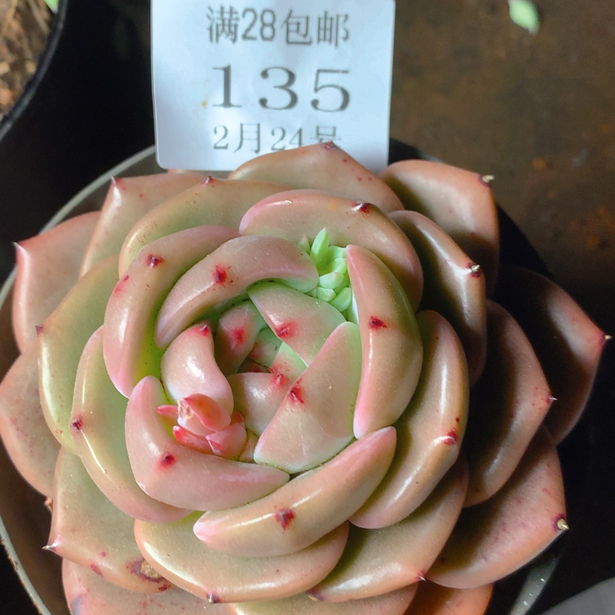 【闪购商品】云135