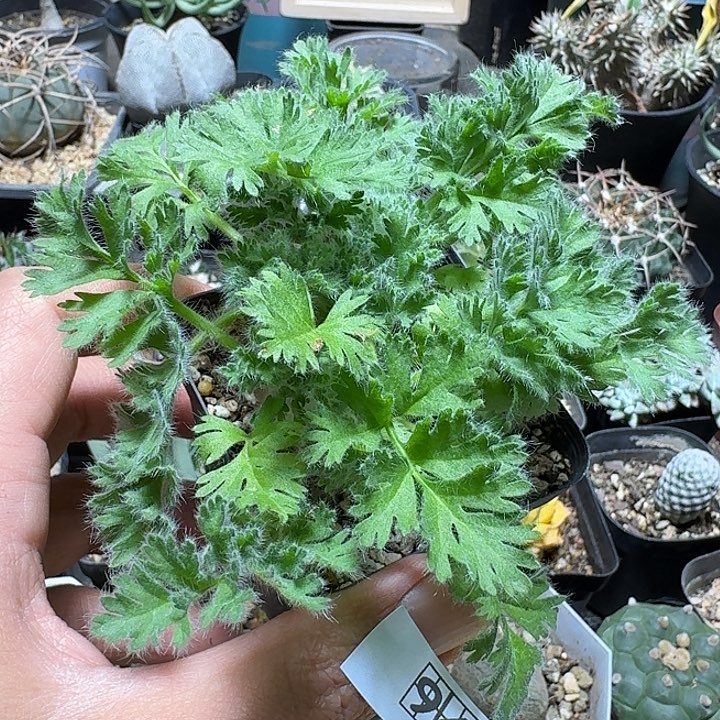 949羽叶洋葵带盆发货有疤特价