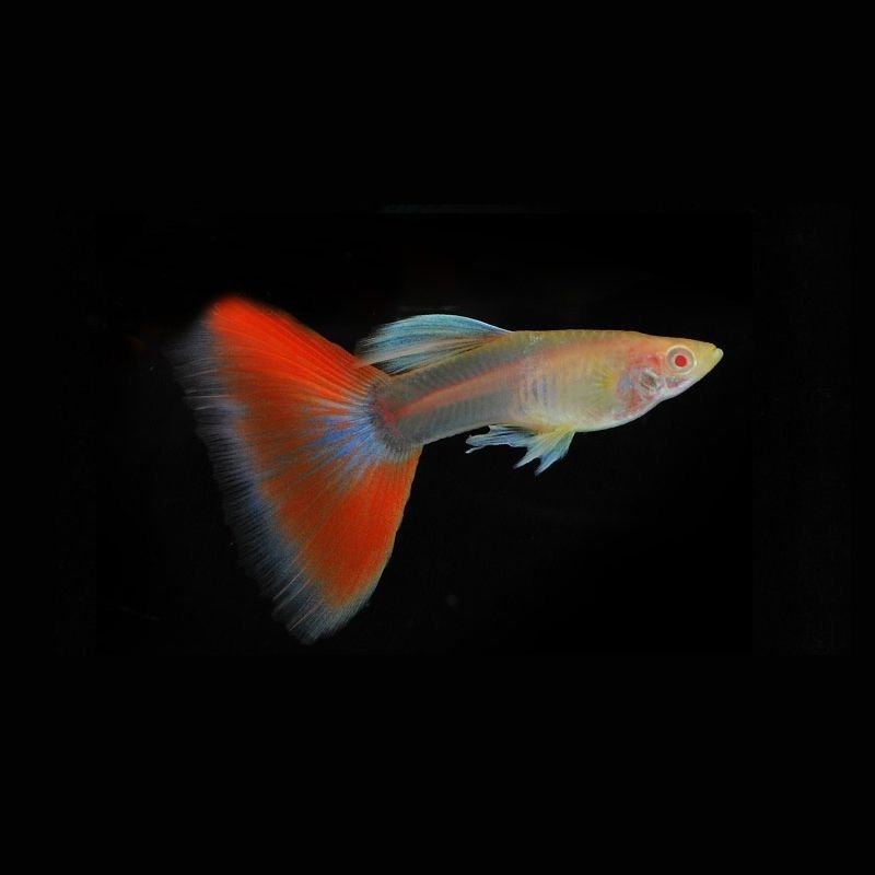 火烧云孔雀鱼（压成）（入缸不赔付）下单 送鱼粮