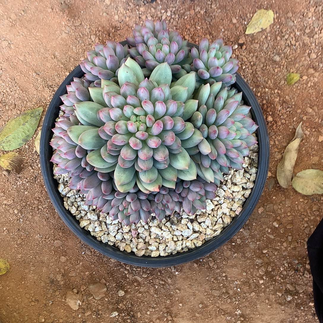 c***蕾哈哈哈哈哈哈哈哈哈哈哈哈