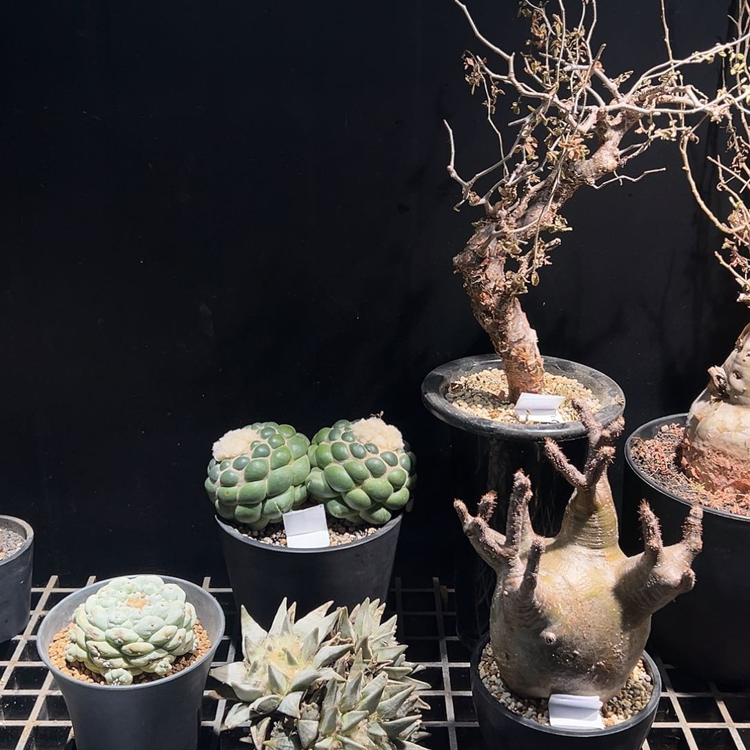 新春超级特惠组 2888