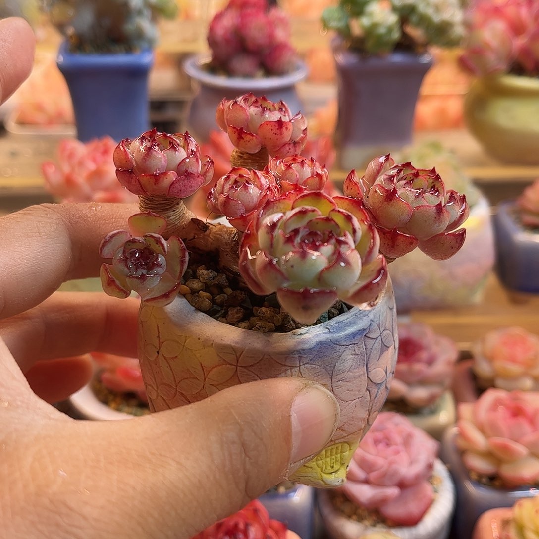 玖***子姬杂含盆含土发货