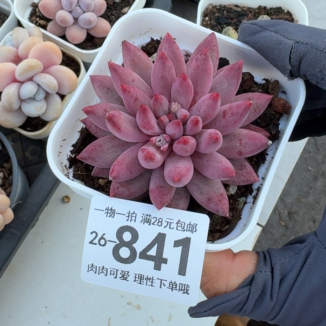 金鱼姬无盆土发货无