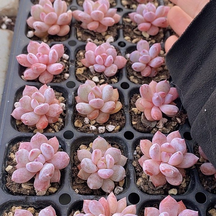 167 多肉植物盆栽花卉