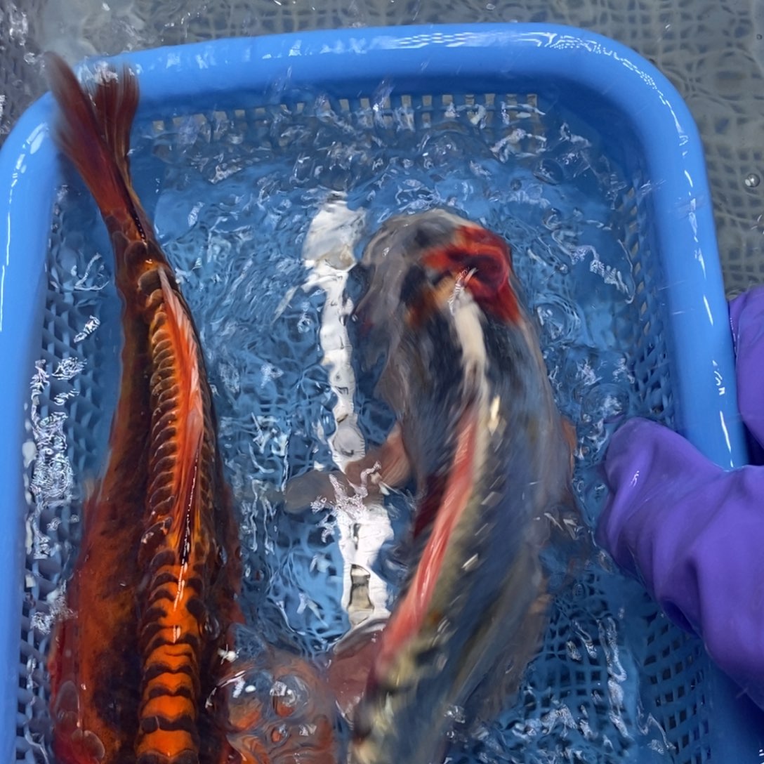 锦鲤冷水锦鲤包邮