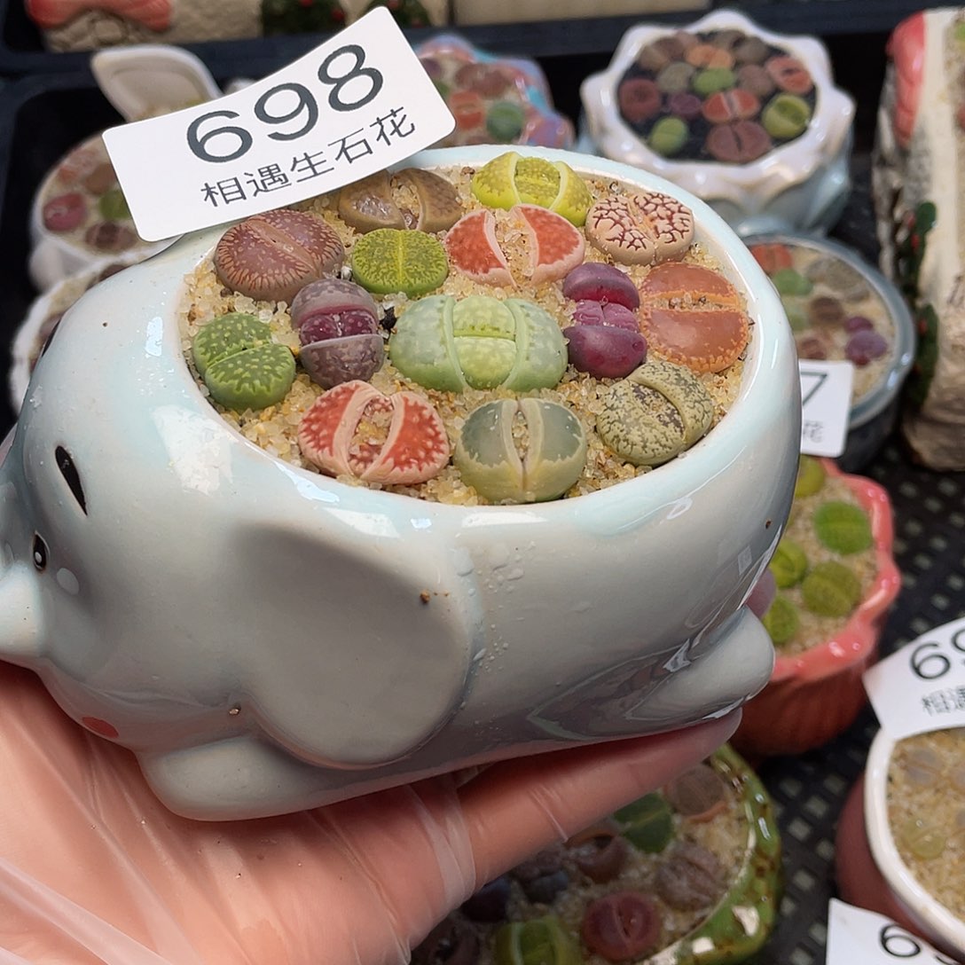 相遇生石花专拍698