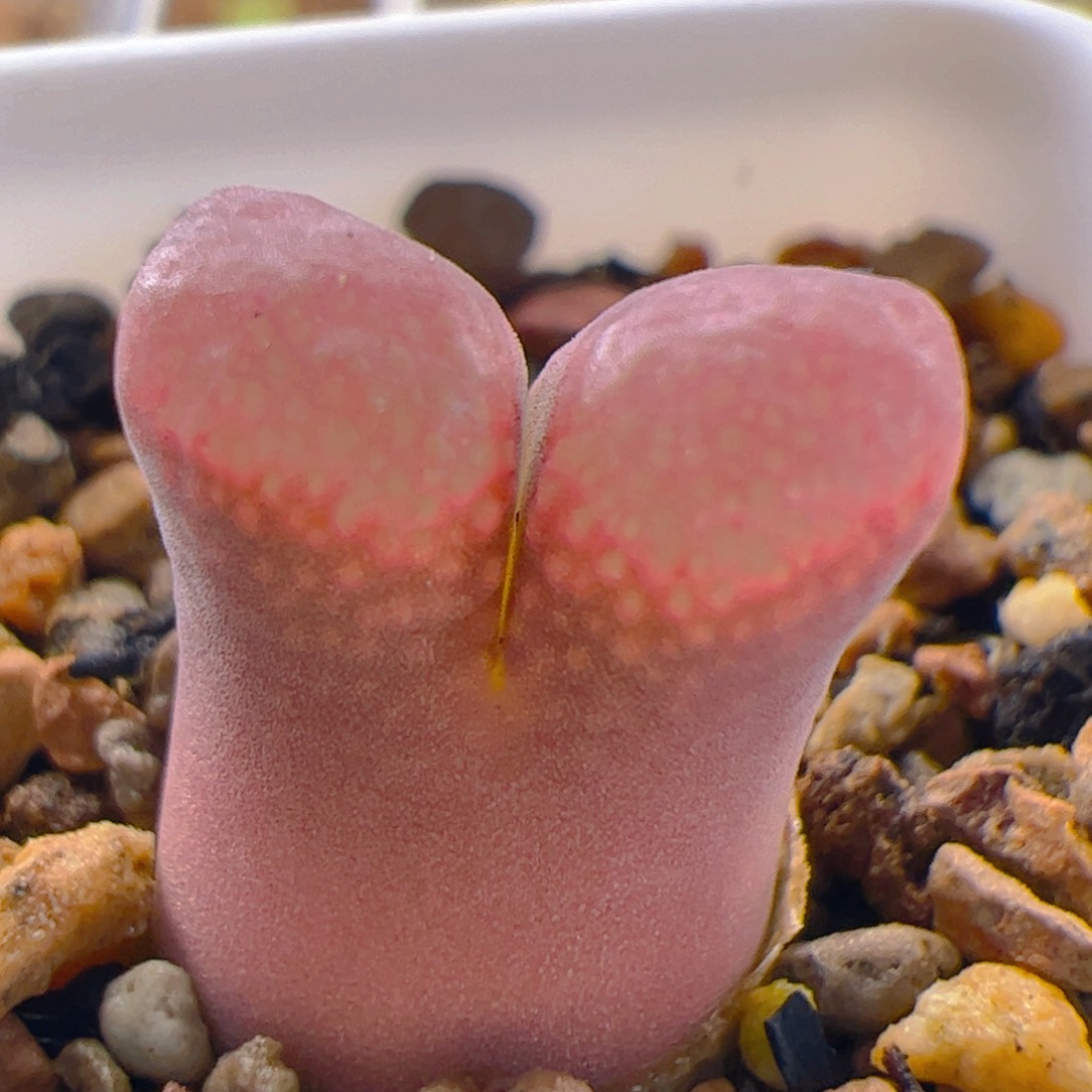 pvb1089鲑鱼粉风铃玉母本