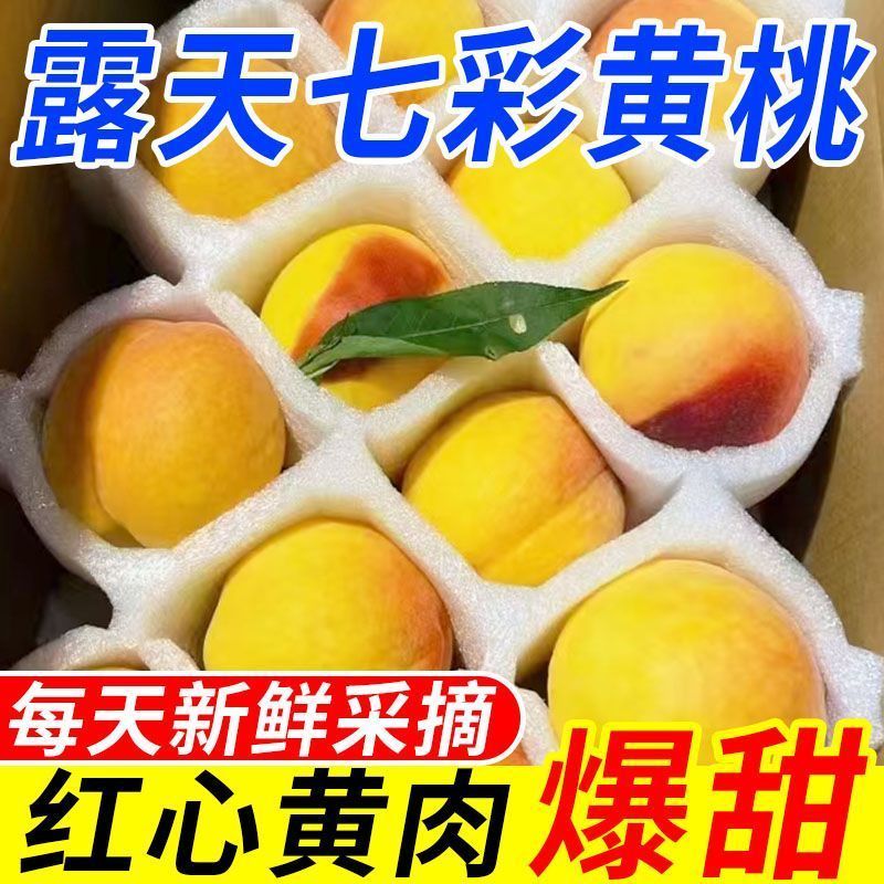 【现摘现发】湖南怀化正宗高山锦绣黄桃当季应季新鲜水果露天黄桃子