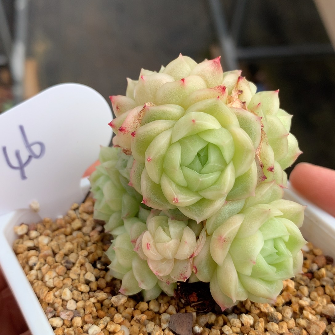 定繁珍妮麦秆群46多肉