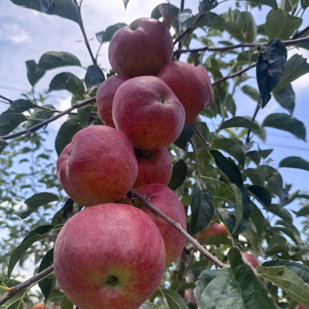 云南昭通红露品种新鲜应季脆甜多汁苹果水果