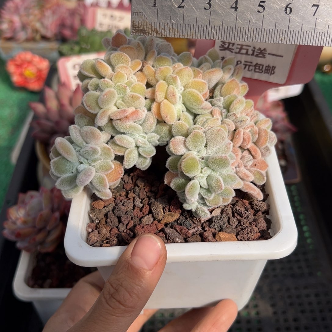 表妹精品多肉植物100.