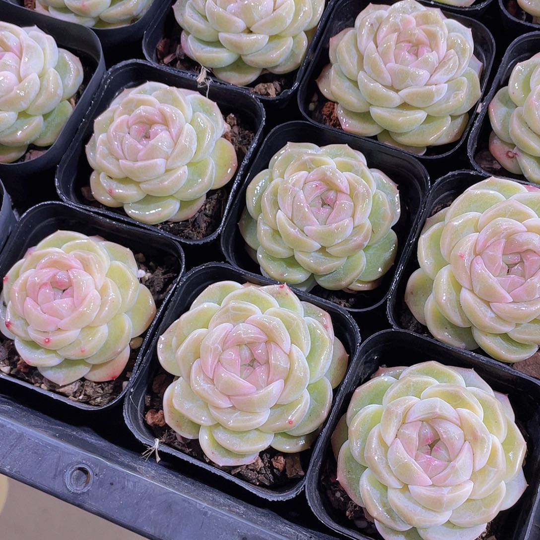 量拍27号 冰心雪团子珍妮单头一个