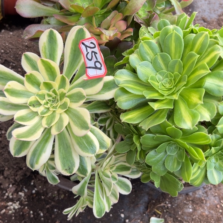 多肉植物259不售后