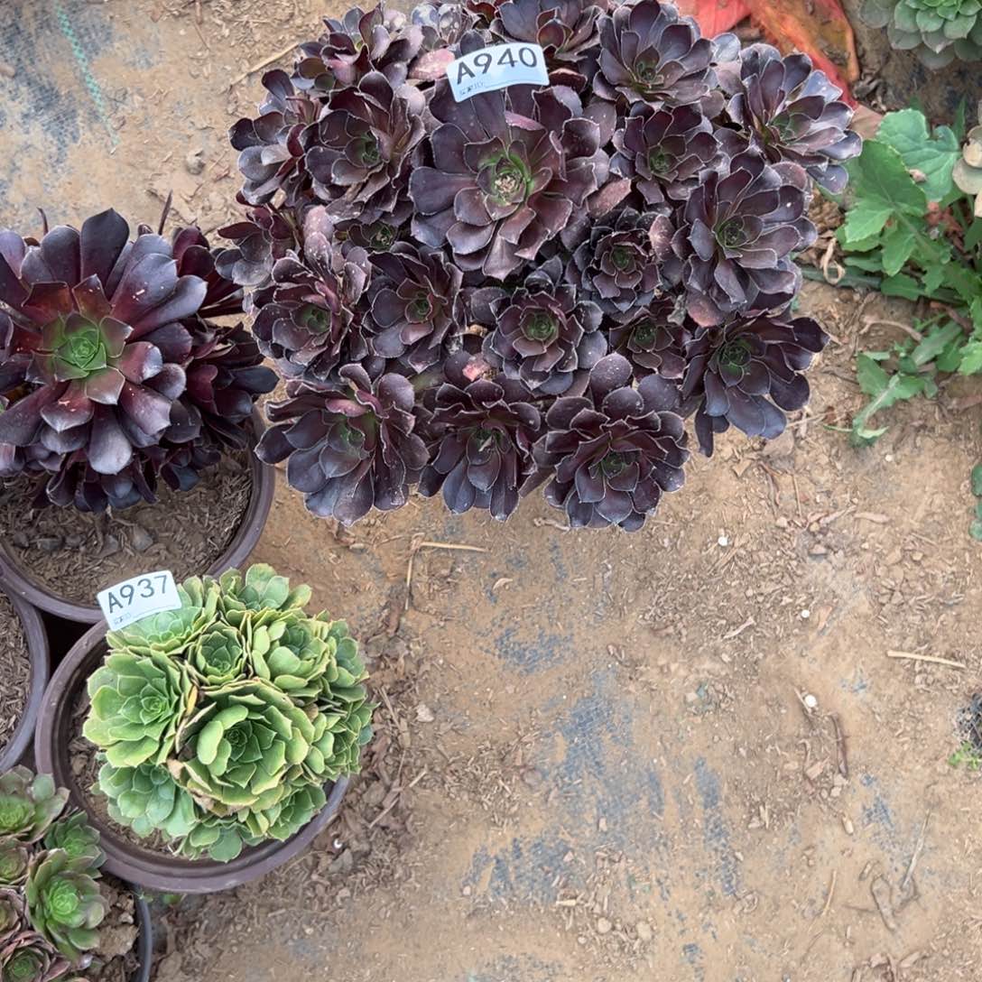 940黑法多肉植物法师