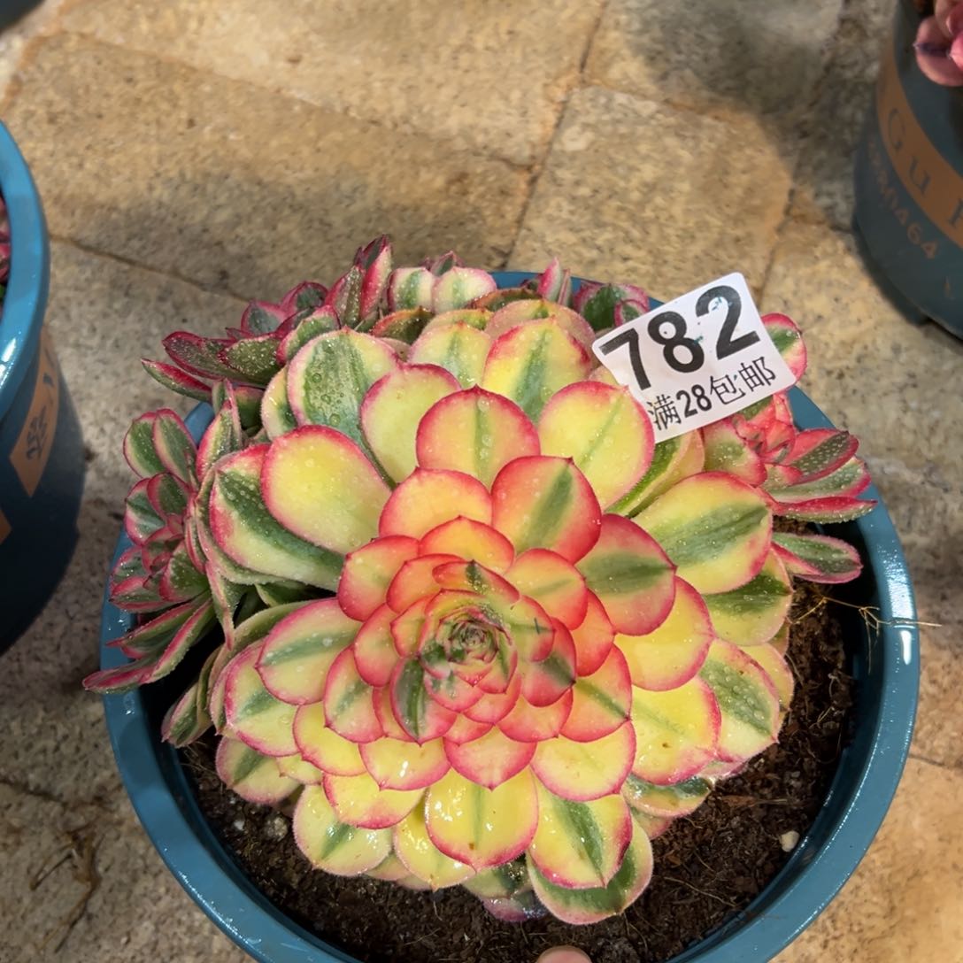 多肉植物782海神