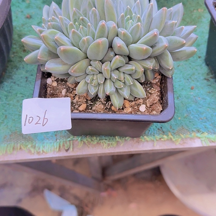 1026青花瓷多肉植物