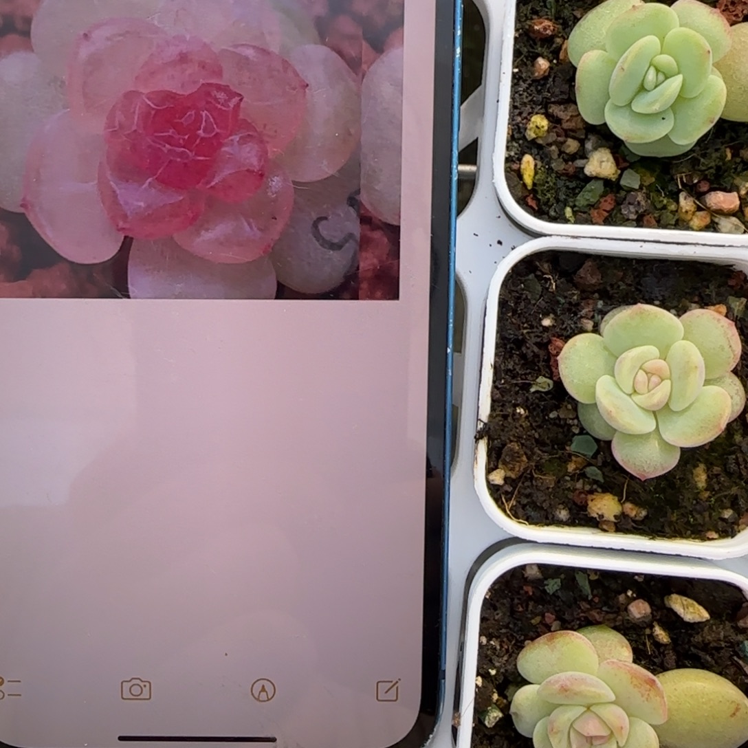 有理X15 盆2床一个满25包邮