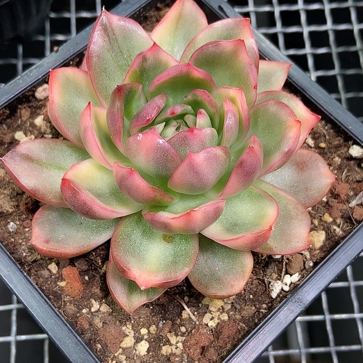 不知名东云锦多肉