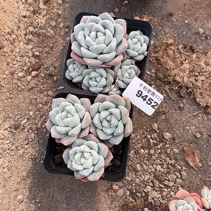 阿雅园艺。        9452