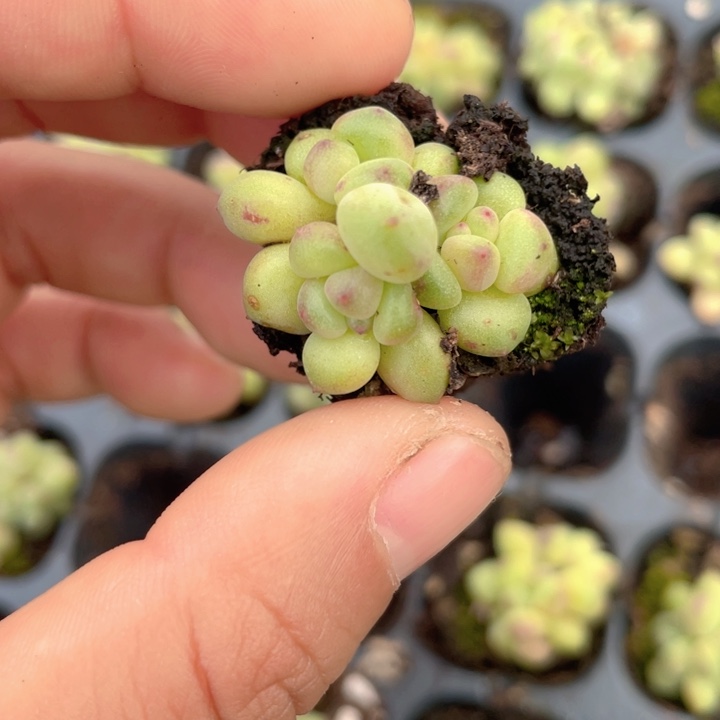 绿豆奶满18包邮随机发