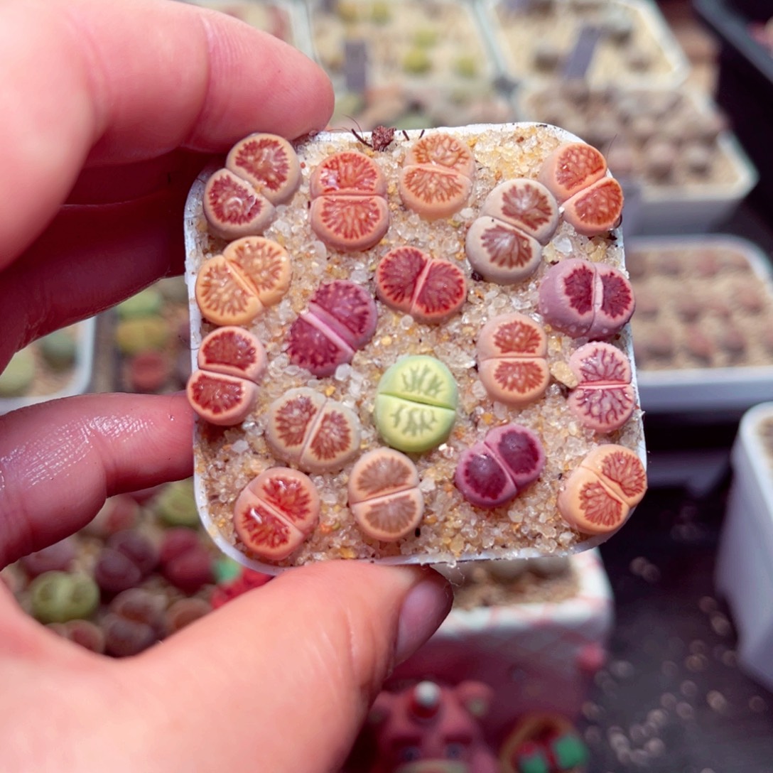 230号带盆盆包邮发货