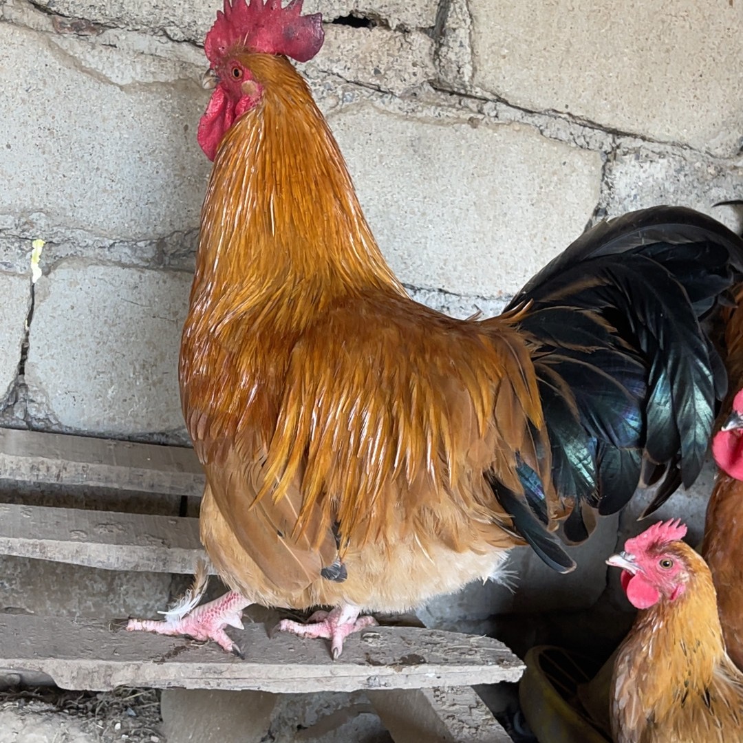 顺丰包邮苏北红公鸡，一年多的散养溜达鸡，免费屠宰 包冰率不含冰
