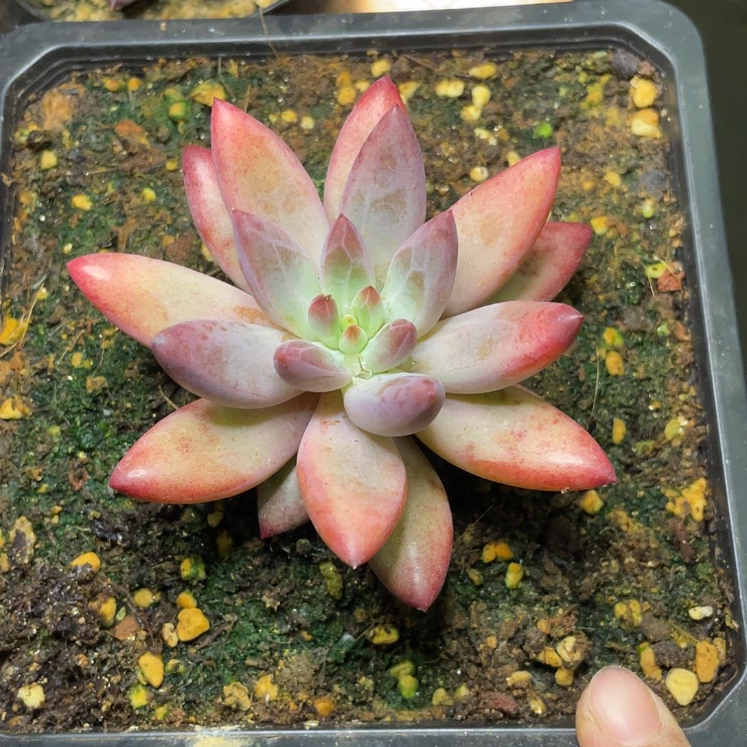多肉植物的生长发育与生长