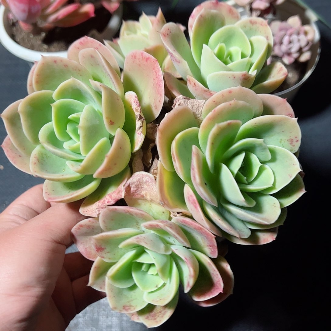 星娜塔四头起老桩