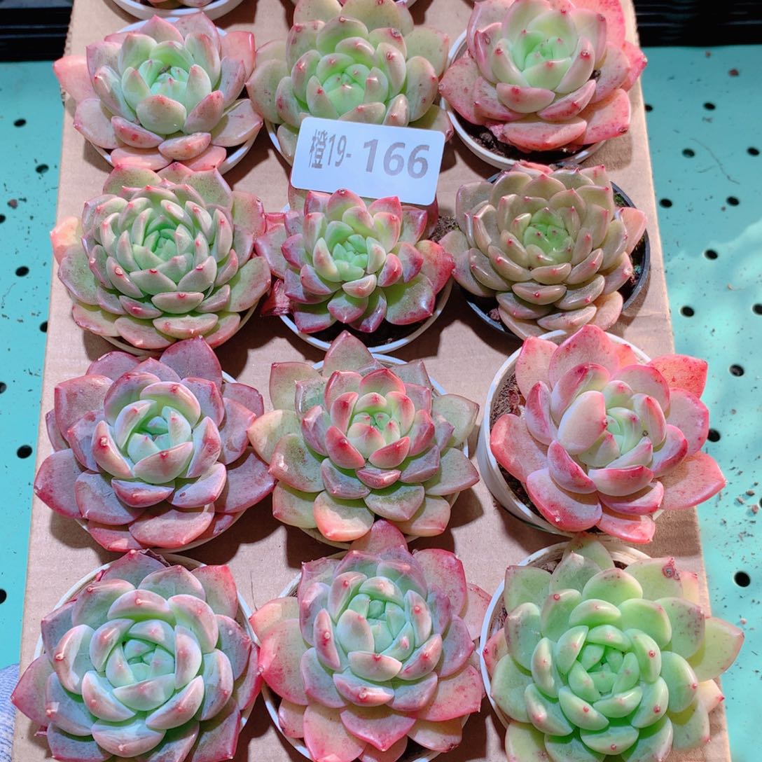 19-166一物一拍多肉带盆18颗
