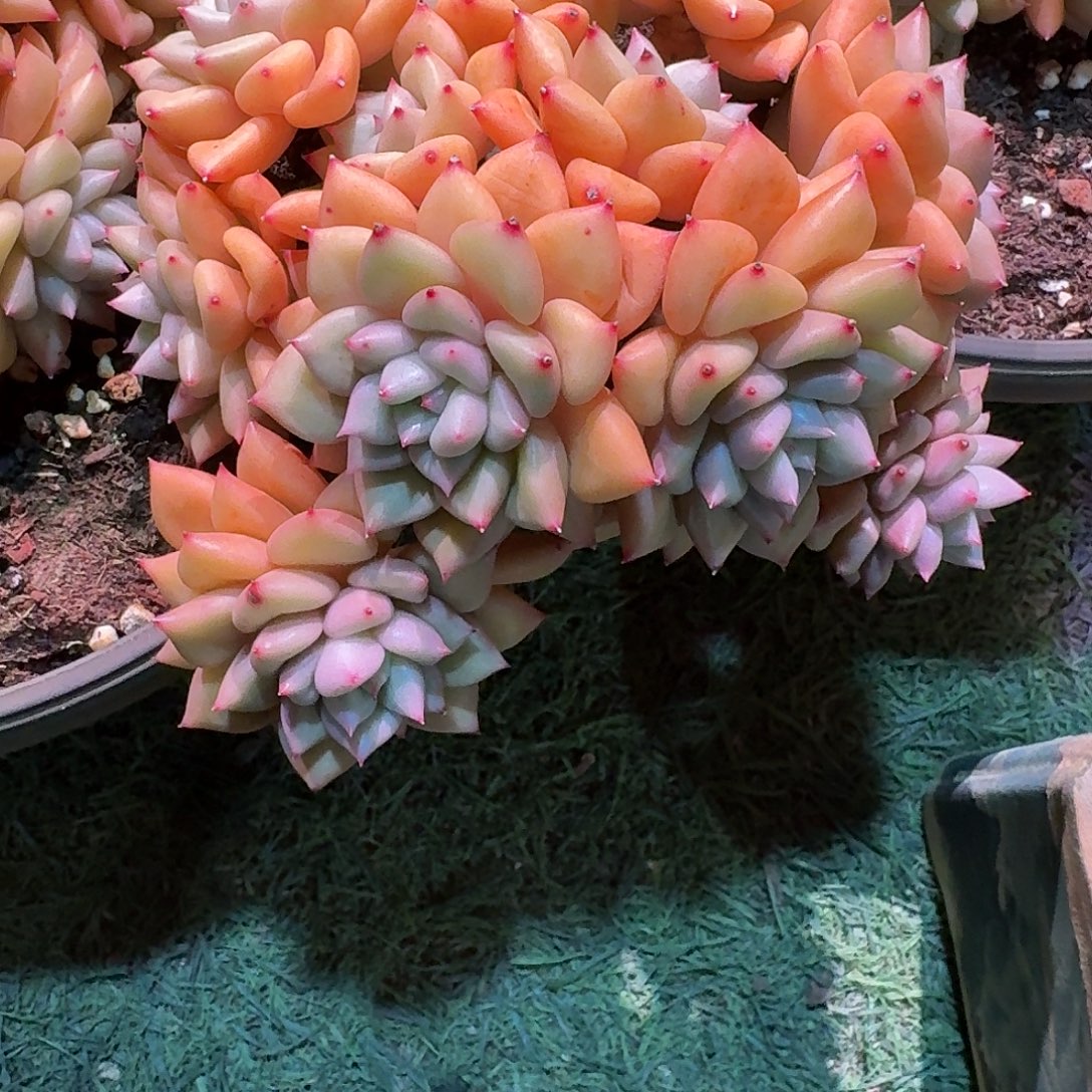 紫***菱黄金象牙群生多肉多肉