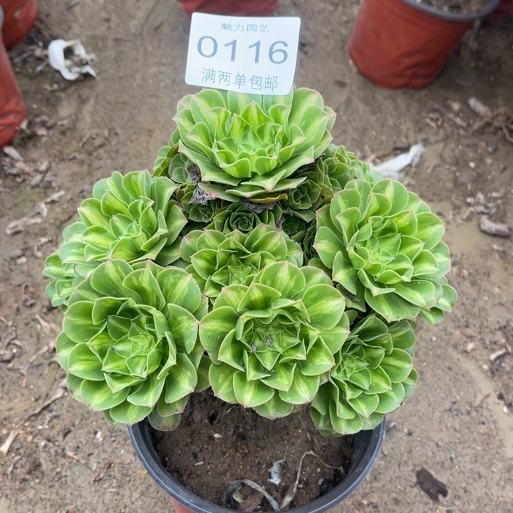 0116琉璃的人多肉的