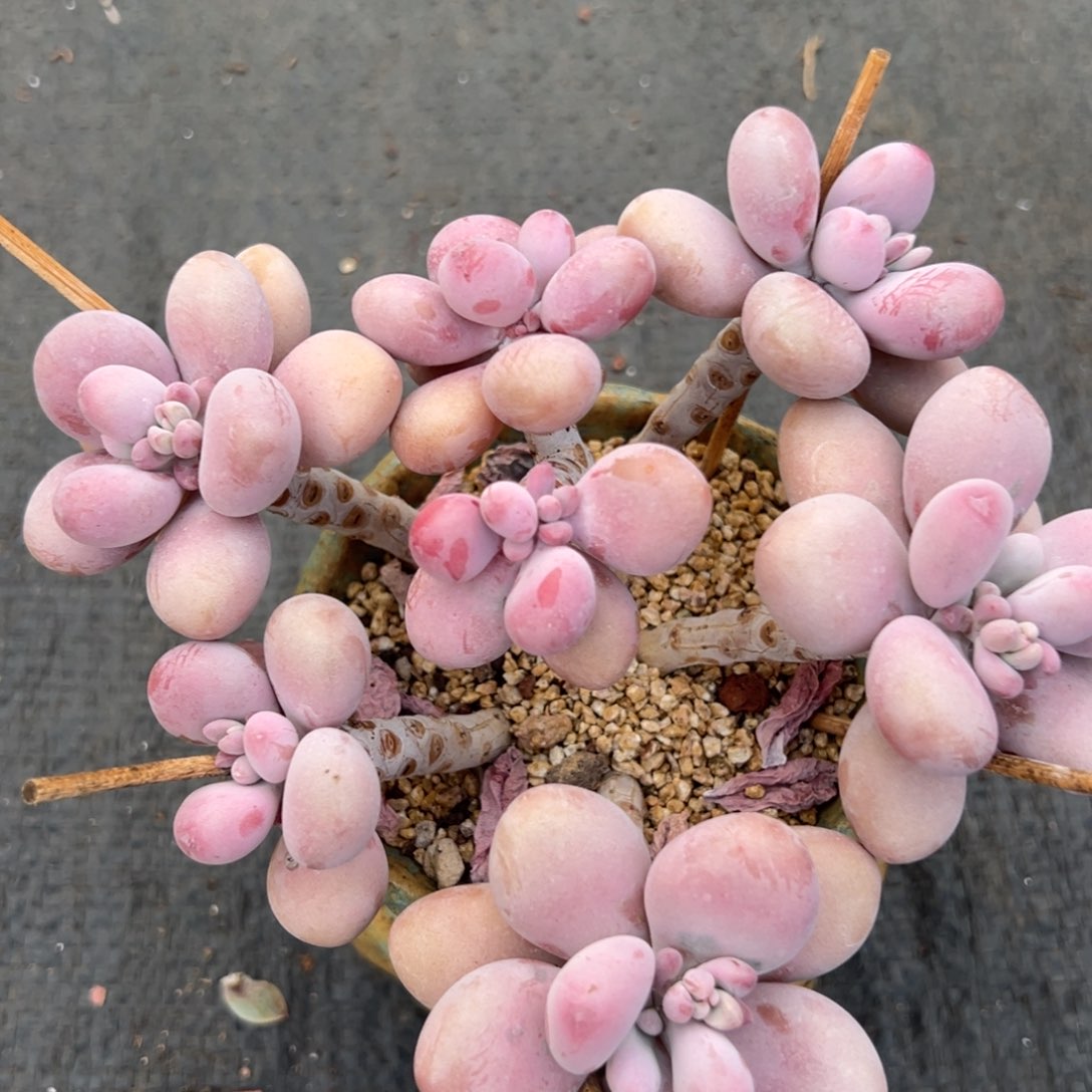 多肉植物一物一拍