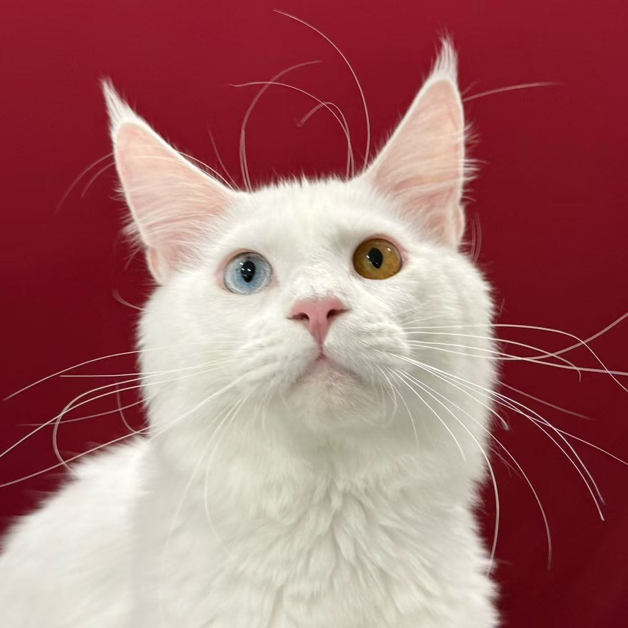 来了姊妹-纯白异瞳缅因猫-弟弟-50