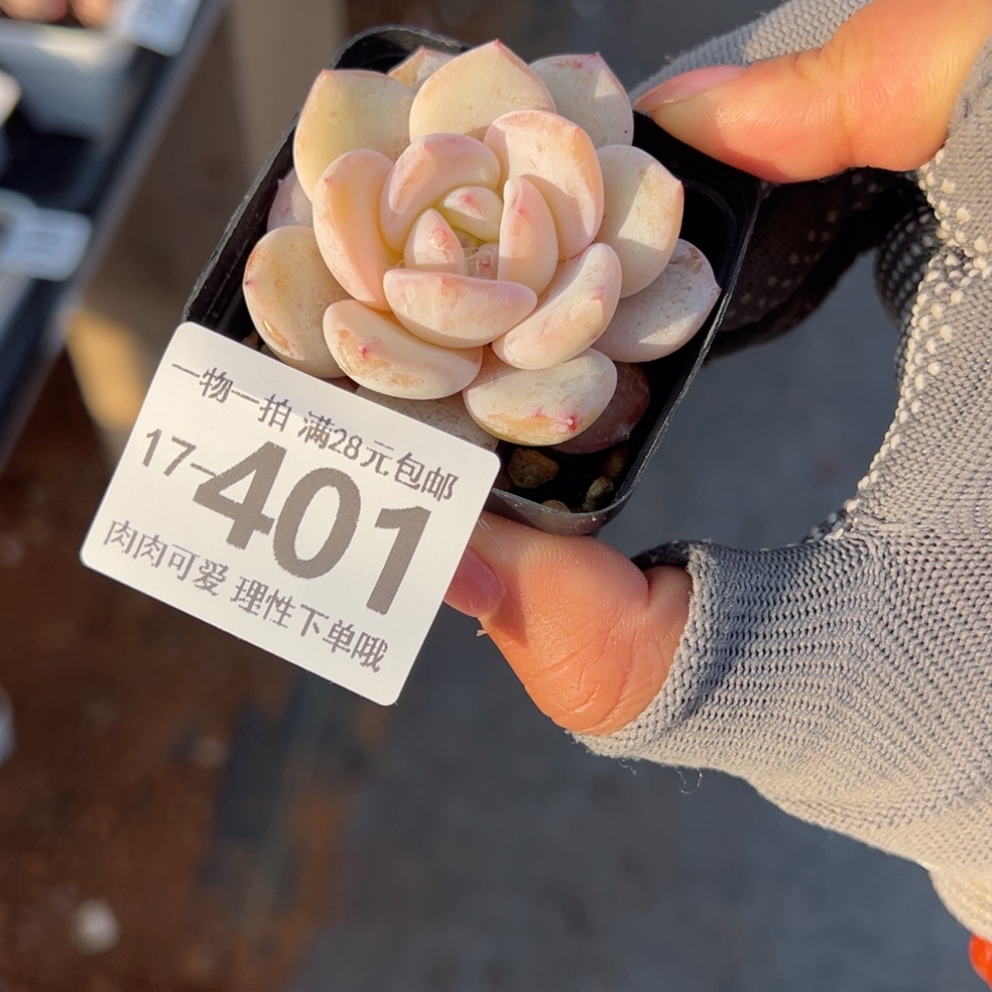 奶盖多肉多肉多肉多