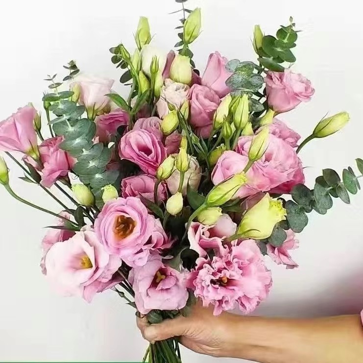 洋桔梗插花鲜花云南直发直批昆明花束基地水养家用洋吉梗花桔梗花