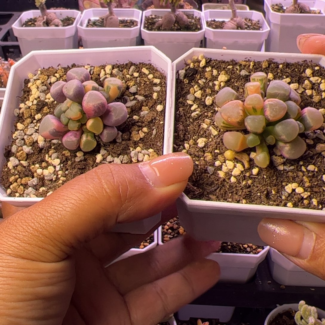 懒***r多肉植物五十铃玉锦
