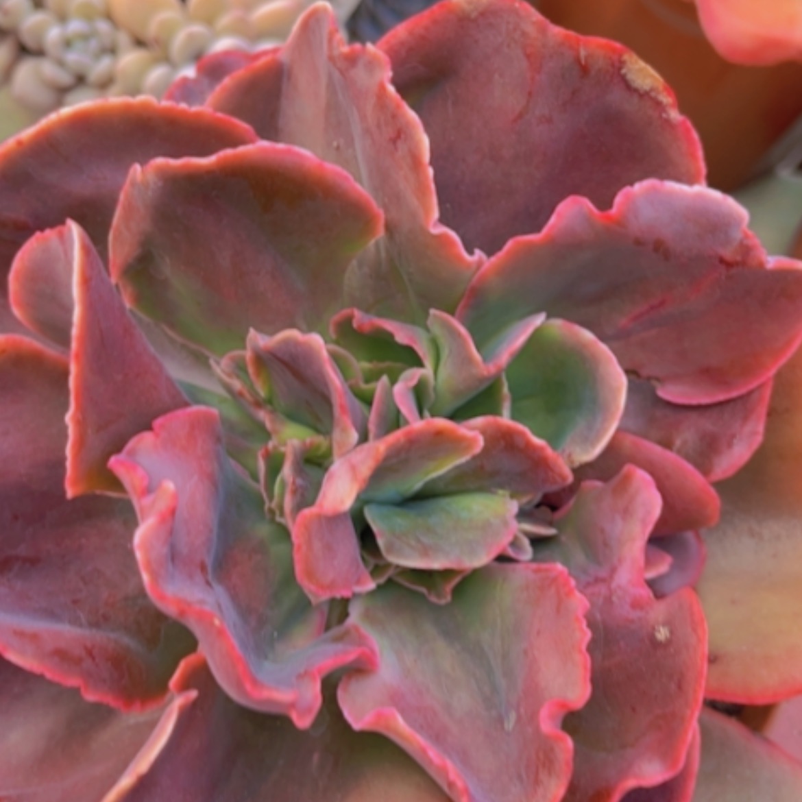 【闪购商品】红酒杯13262