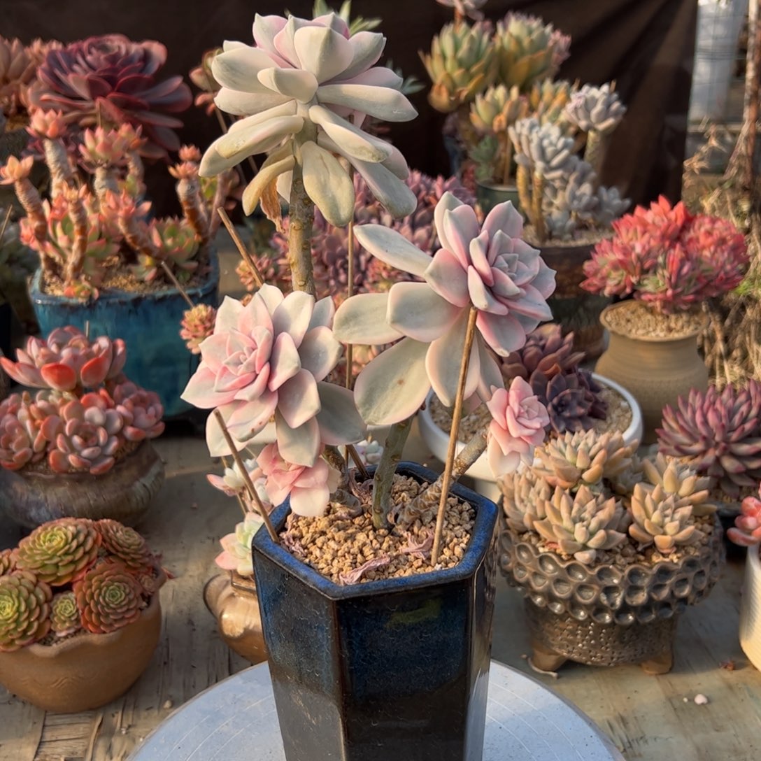 紫乐锦18 零零多肉植物