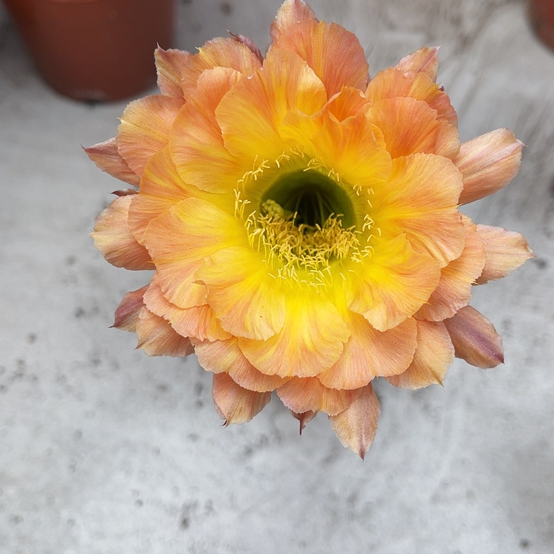 彩草67号6公分左右