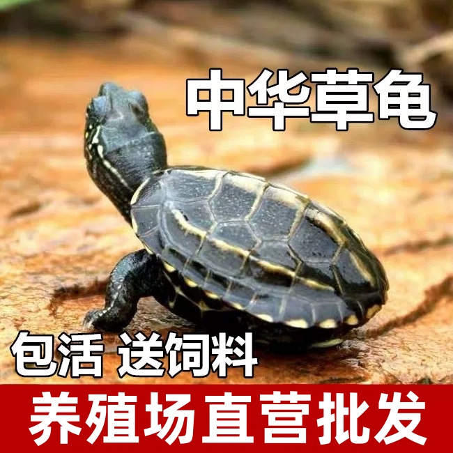 2-3厘米12只中华草龟苗金线草龟头苗干苗大苗【包活15天】送龟粮