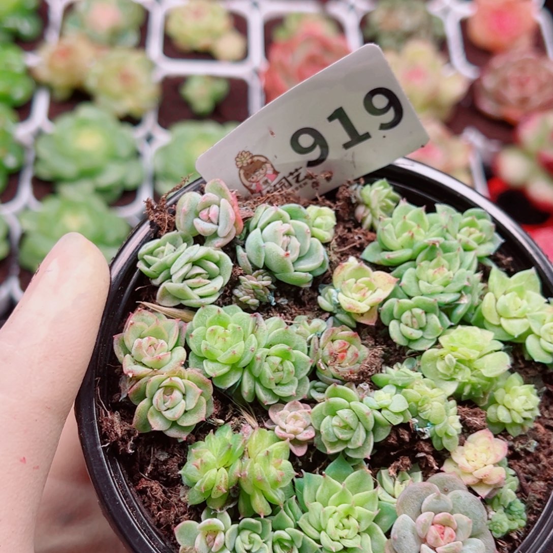 多肉植物多肉植物