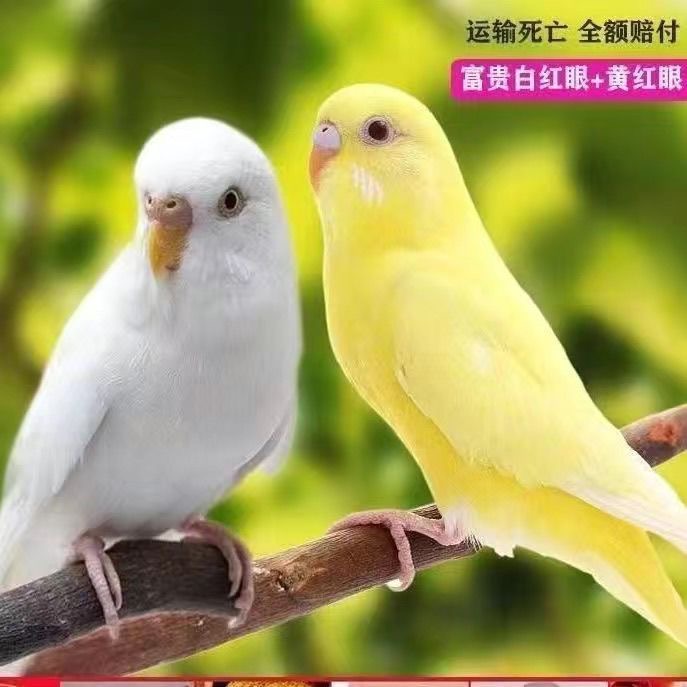 虎皮黄红眼鹦鹉鸟亲人可上手观赏家养宠物亲人包邮包活到家