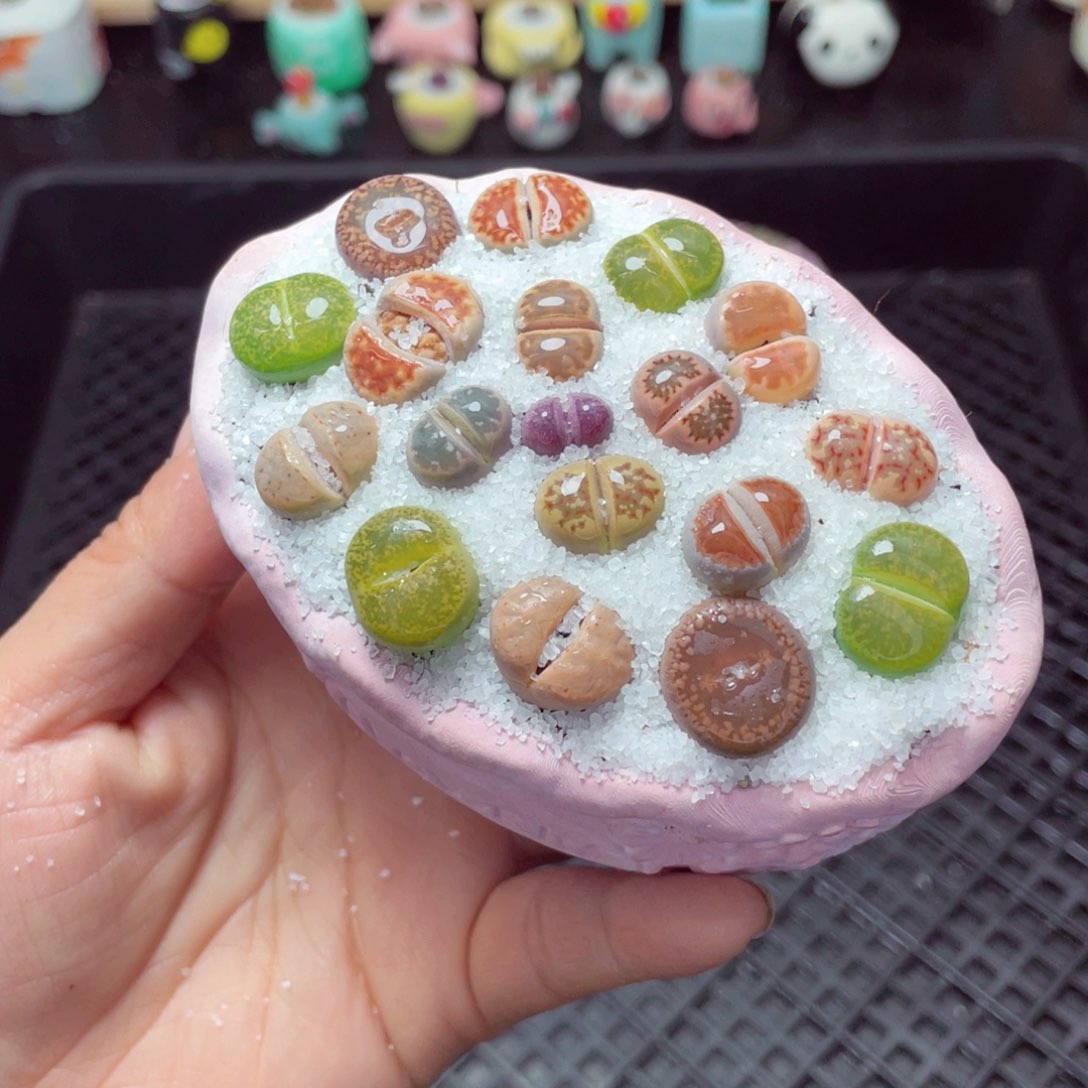 w3253 带盆土发货-零下地区拍保温箱