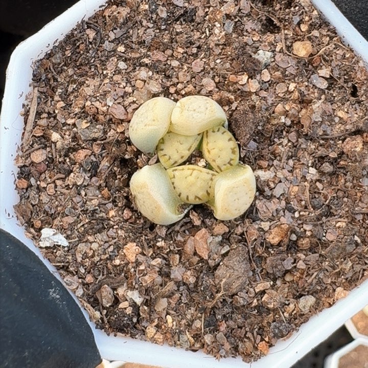 生石花11111。   69