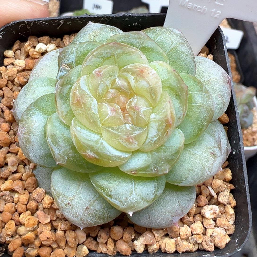 129号风花雪月系列星月
