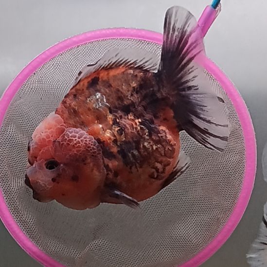 海水鱼精品泰狮观赏金鱼