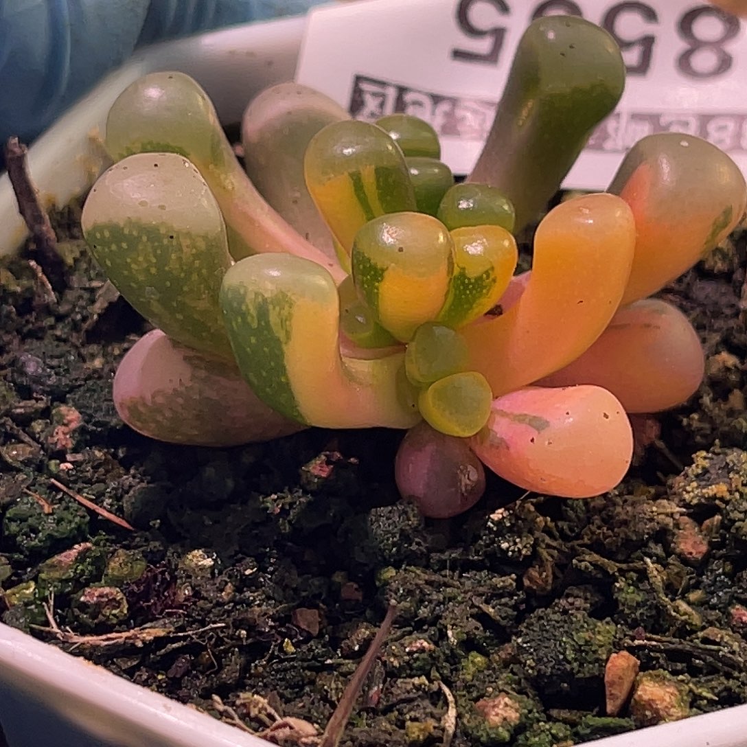 尚品园艺福利锦8555