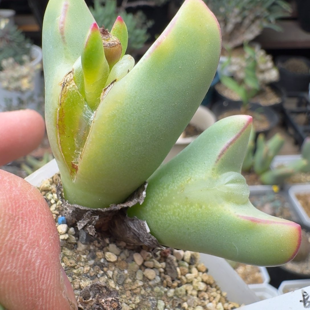 嘟嘴皮卡丘多肉。