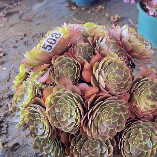 努****多肉植物一个粉花妖